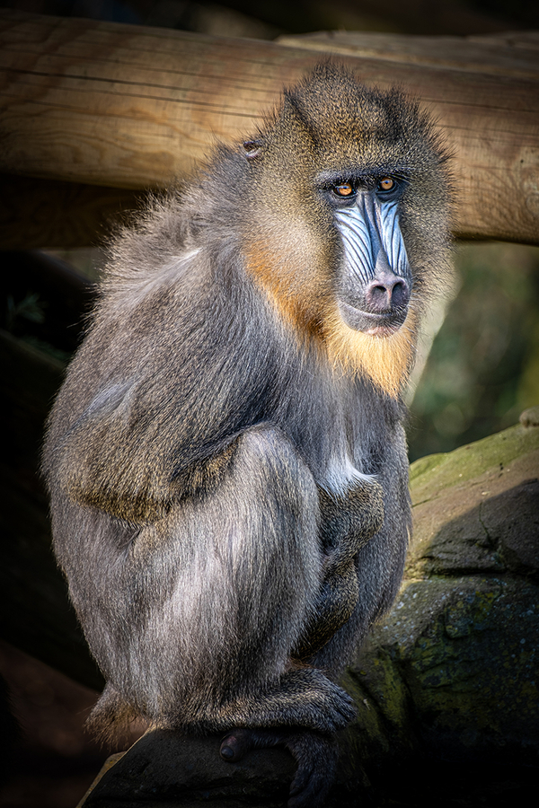 Mandrill, Mandrillus sphinx - Tim Stott